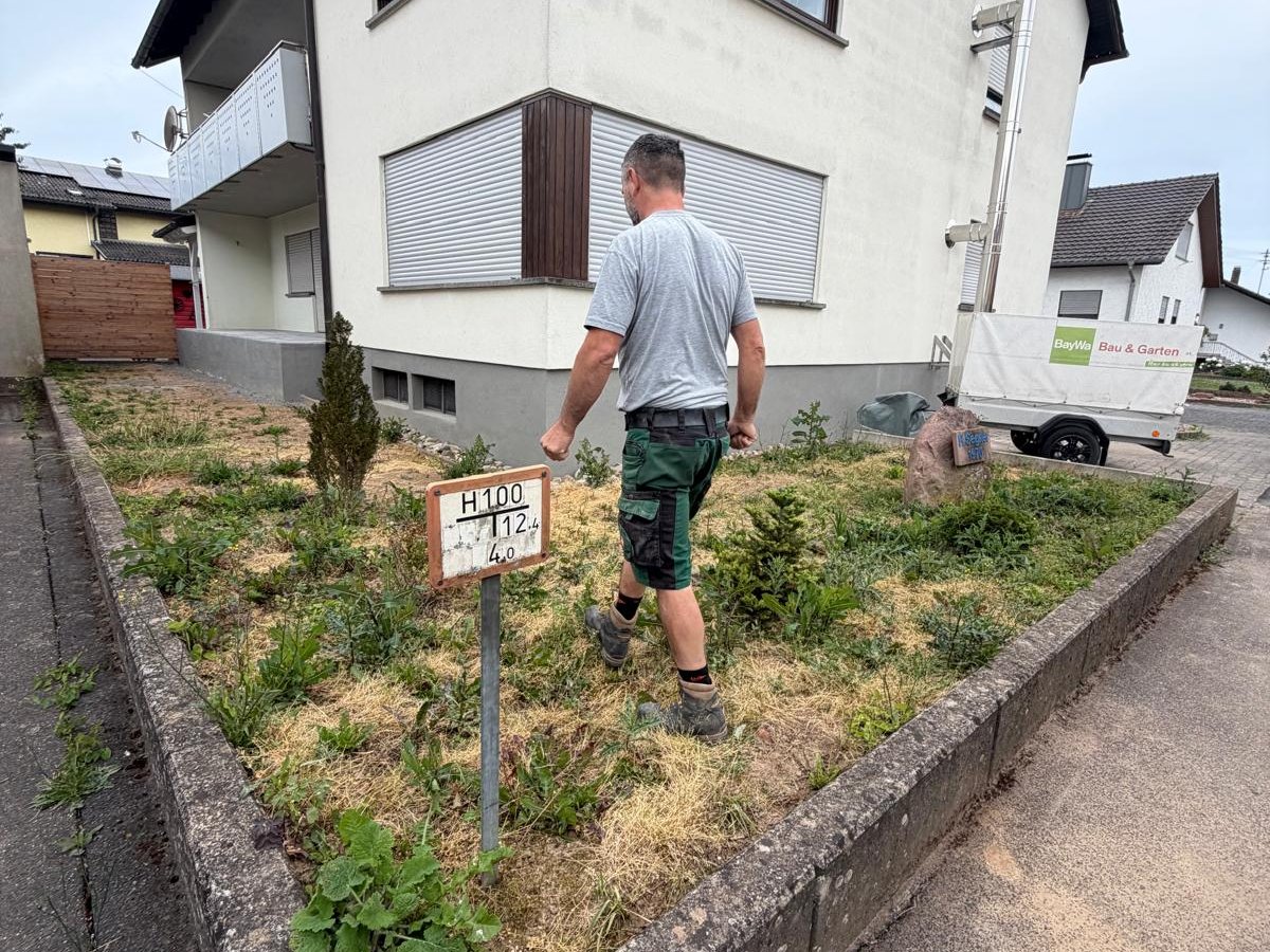 Hecke verwildert vor dem Rückschnitt durch Gartenpflege Buzhala aus Külsheim