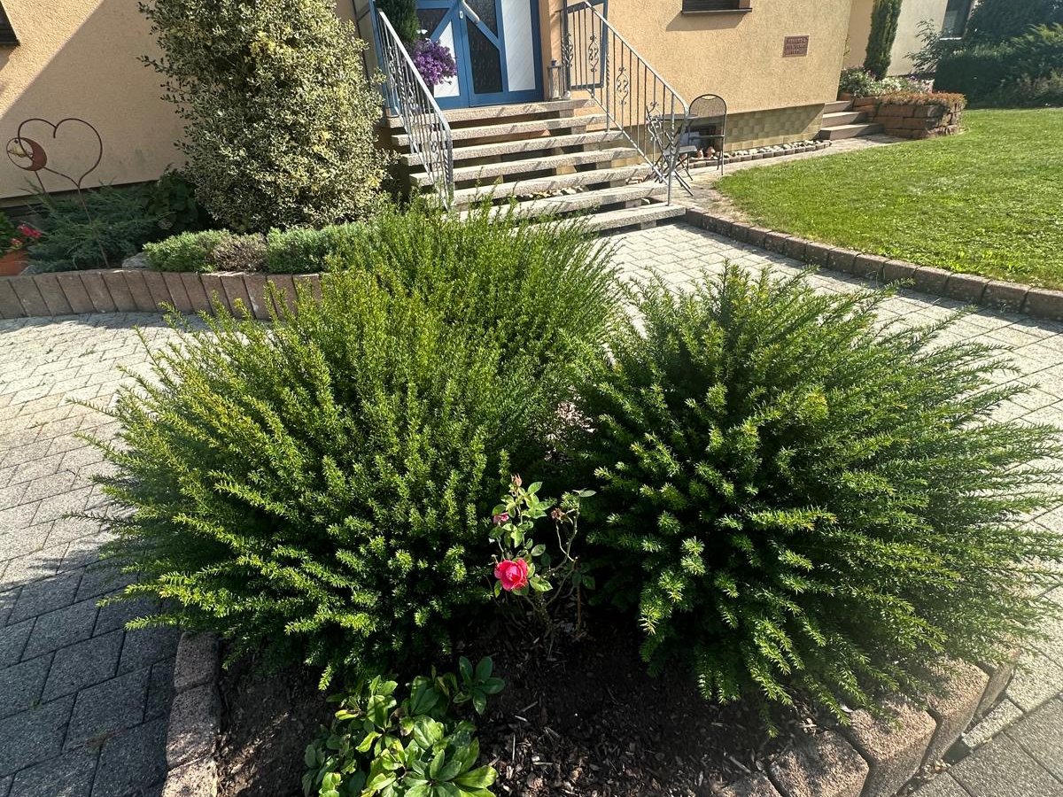Verwilderter Garten vor der Neugestaltung – Gartenpflege Main-Tauber-Kreis