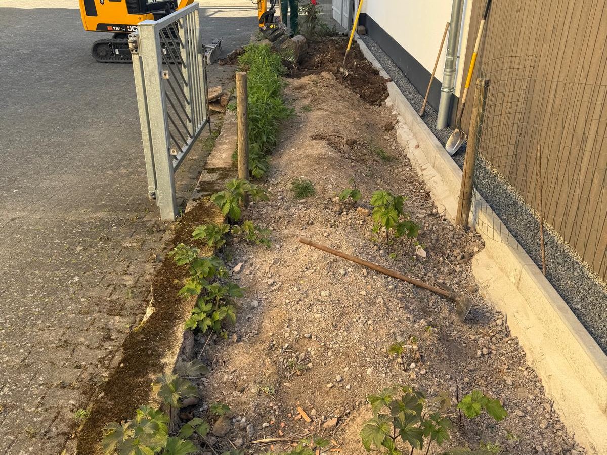 Formschnitt-Hecke vor dem Rückschnitt – Gartenpflege aus Main-Tauber-Kreis