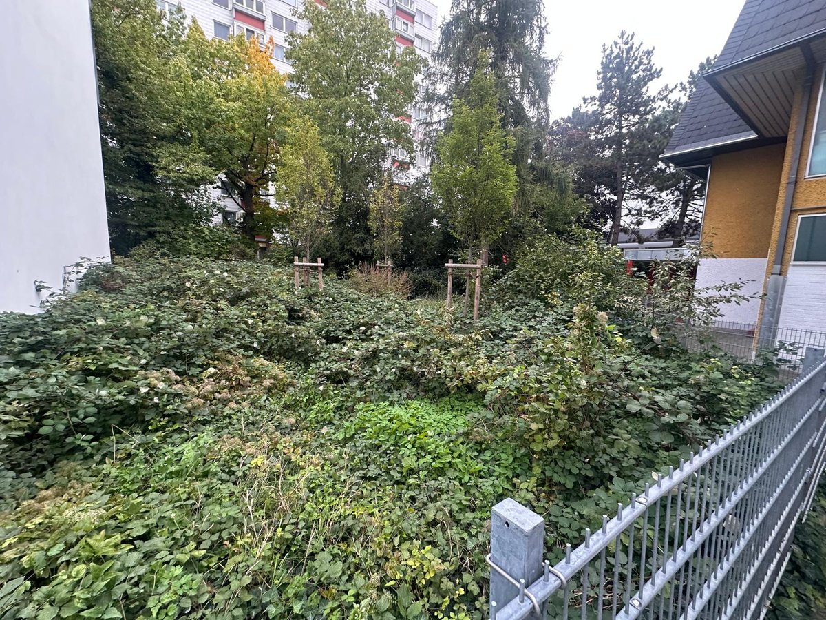 Ungepflegter Baumbestand vor dem Baumschnitt – Gartenpflege Külsheim