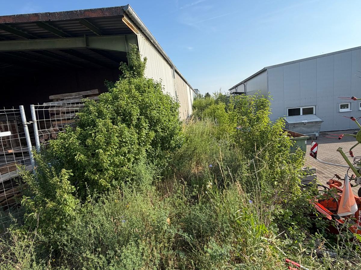 Wilder Garten vor der Komplettsanierung – Gartenpflege Main-Tauber-Kreis